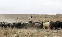 پوستر عجیب تور آموزش چوبانی پربازدید شد