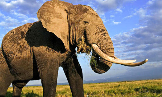 هنرنمایی عجیب  فیل ۳۳ساله برای جذب توریست