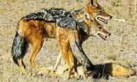 شغال‌های بی‌رحم یک روباه را زنده زنده از هم دریدند!