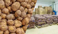 یک نماینده: سیب‌زمینی را در انبارها احتکار کرده‌اند!