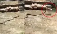 مار غول‌پیکر یک دمپایی دزدید!