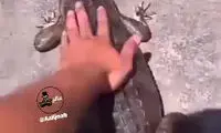 عاقبت مهربانی با حیوان وحشی و درنده! 