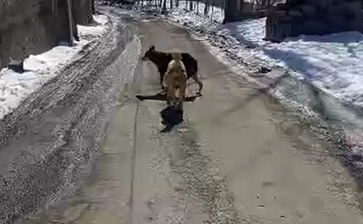 پرسه زدن گرگ در وسط روستای اویزر جاده چالوس!