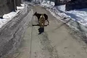 پرسه زدن گرگ در وسط روستای اویزر جاده چالوس!