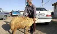  معاوضه خودرو با حیوانات هم رایج شد!