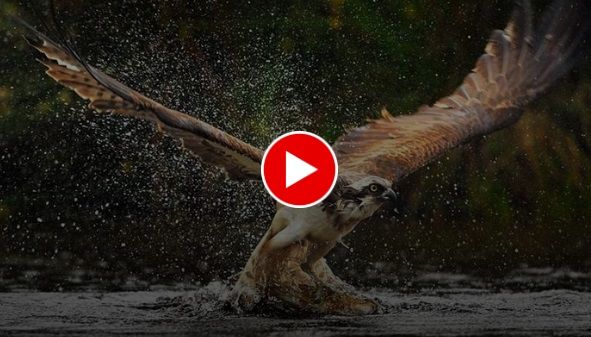 شکار ماهرانه یک گربه ماهی توسط عقاب تیزچنگال 