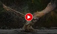 شکار ماهرانه یک گربه ماهی توسط عقاب تیزچنگال 