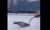 پناه آوردن کبوتر از شدت گرما به انسان