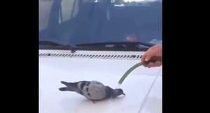 پناه آوردن کبوتر از شدت گرما به انسان