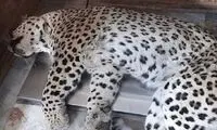 کشف لاشه یک پلنگ در جویبار