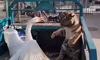 ترس بامزه و خنده‌دار یک بچه پلنگ از غاز
