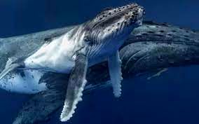  تصاویری نادر از شیر دادن نهنگ گوژپشت