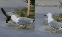مرغ دریایی یک سنجاب را به سختی بلعید!
