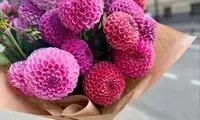 گلی به اسم «کوکب» با زیبایی‌ای خیره‌کننده