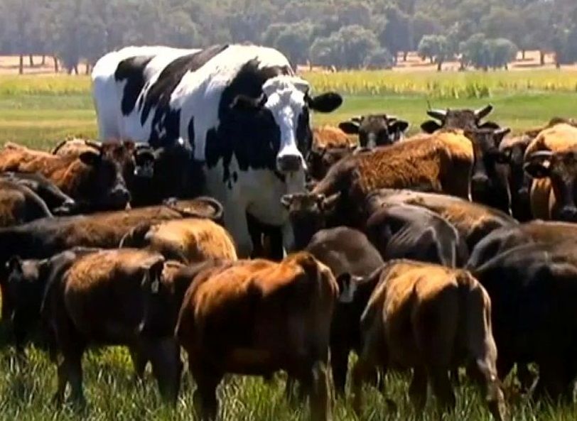 بزرگترین گاو جهان با 1.5 تن وزن و 182 سانتی متر قد!