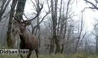 رُخ‌نمایی مارال قرمز ایرانی در ارتفاعات رودبار
