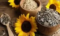 خواص جالب تخمه آفتاب گردان برای سلامتی