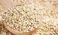 این خاویار گیاهی جایگزین برنج خواهد شد؟