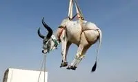 پرواز گاو‌ها از پشت‌بام‌ها در آستانه عید قربان
