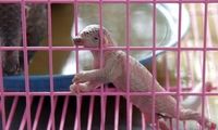 فروش حیوانات کشف شده از قاچاقچیان در مجتمع اپال