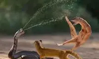 جنگ دیدنی ببین خدنگ و مار افعی!