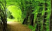ویدئویی از هنرنمایی فوق‌العاده یک مرد در جنگل