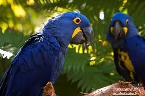 داستان عجیب یک طوطی و کوادکوپترش! 