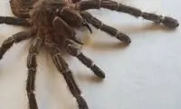 این عنکبوت غول‌پیکر ۳ برابر موش است!