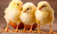 چرا جوجه‌ها را آخر پاییز می‌شمارند؟