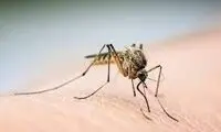 تصویر حیرت‌انگیز از خانه‌ پشه‌ها!