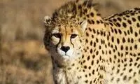سرنوشت تاکسیدرمی یوز در اتاق معاون پزشکیان 
