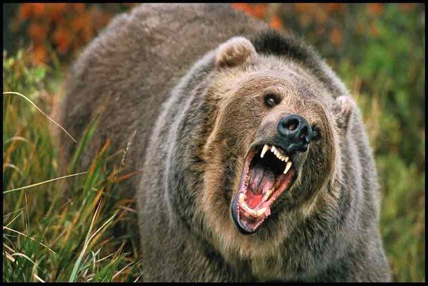 حمله ناگهانی خرس به مجری در وسط برنامه!