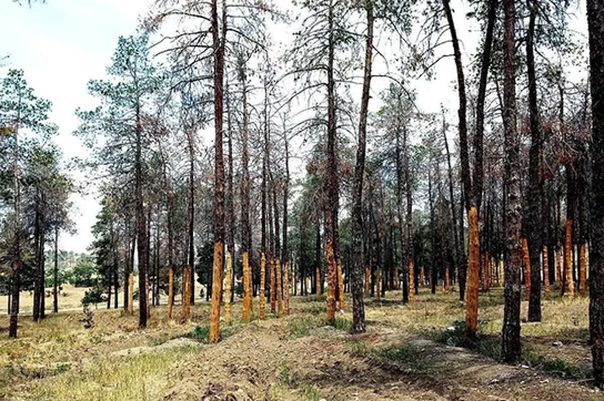 ۱۰ هزار درخت تشنه در پارک چیتگر جان دادند!