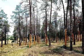 ۱۰ هزار درخت تشنه در پارک چیتگر جان دادند!