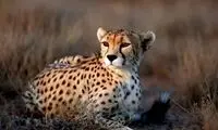 مشاهده یک ماده یوز با ۳ توله در سمنان