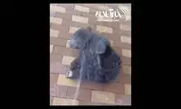 ببینید: آب بازی دیدنی یک توله خرس!