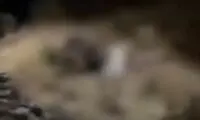 بی احتیاطی عجیب در لحظه کشف پیکر الهه حسین‌نژاد 