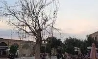 قطع درخت ارزشمندی که دلخوشی ایرانی‌ها بود!