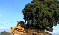 درخت ۷۰۰ساله را از ریشه کندند تا جاده بسازند!