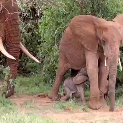 اتفاقی نادر و عجیب برای فیل آفریقایی!