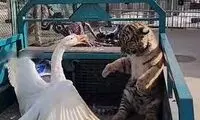 ویدئو باورنکردنی از رابطه یک غاز و ببر