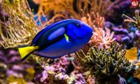 پنج جانور دریایی با رنگ «آبی» منحصربه‌فرد