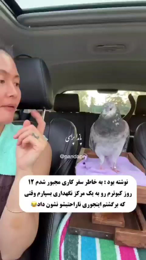 ویدیویی باورنکردنی از ناراحتی یک کبوتر بخاطر دوری از صاحبش