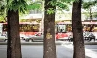  تهران دیگر جای زنده ماندن چنار نیست