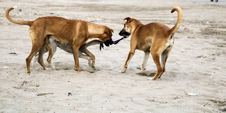 لحظه دلخراش حمله سگ‌های ولگرد به کودک یاسوجی