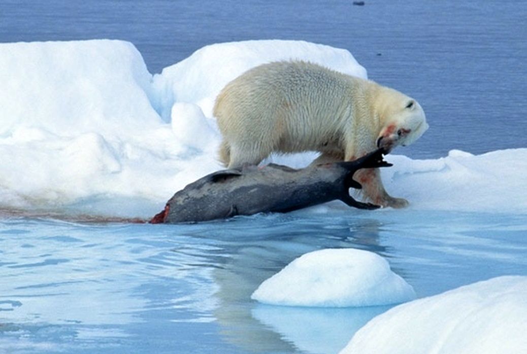 روش باورنکردنی خرس قطبی برای کشتن فک چنگی!