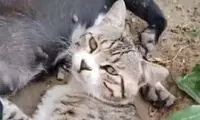 یک گربه در حال خوردن شیر سگ!