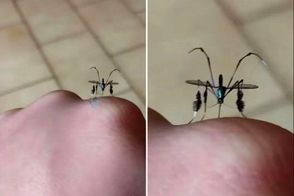 این پشه انگار از فضا آمده است!