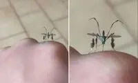 این پشه انگار از فضا آمده است!