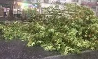 سقوط درختان و آبگرفتگی معابر در اهواز